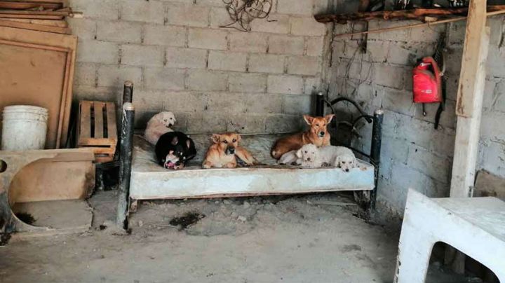 Familia tiene 34 perros en su casa; autoridad amenaza con sacrificarlos