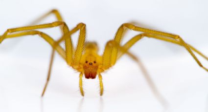 ¡Ten cuidado! Esto debes hacer en caso de encontrar una araña violinista