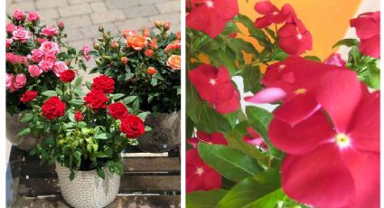 Plantas que florean todo el año para llenar de color tu jardín