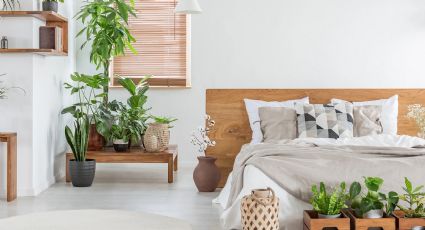 Ola de calor: estas son las mejores plantas para bajar la temperatura interior de tu casa