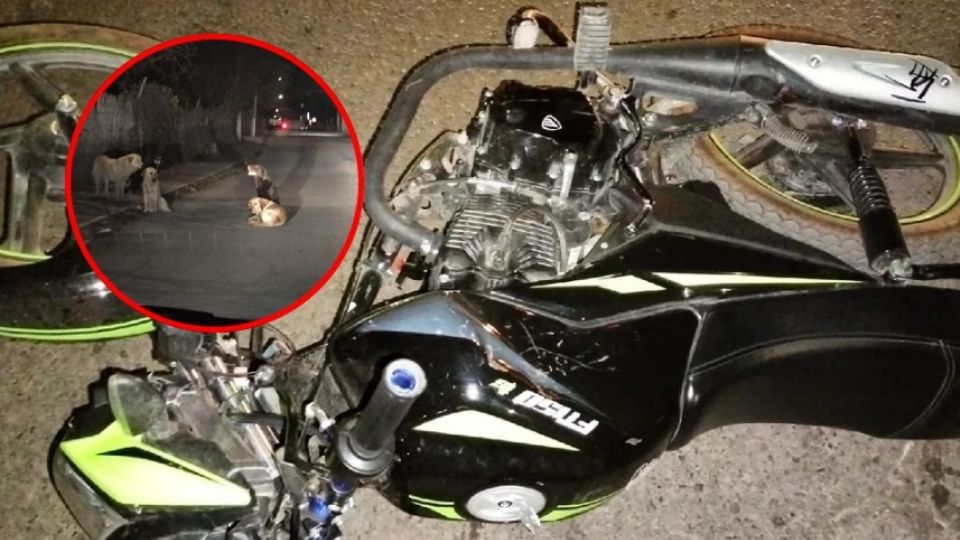 El motociclista, de 19 años, no pudo esquivar a los perros en el lugar, llevándoselos y cayendo aparatosamente contra el pavimento