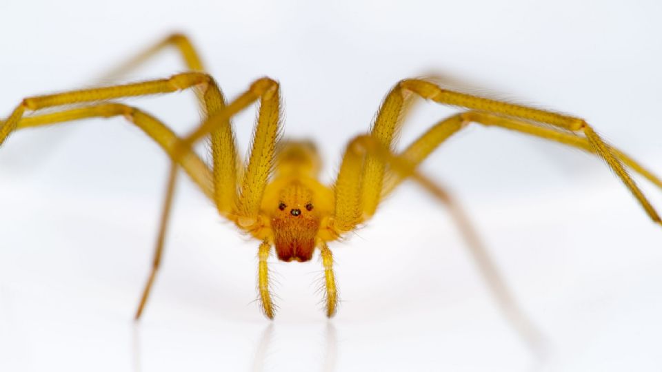 Araña violinista