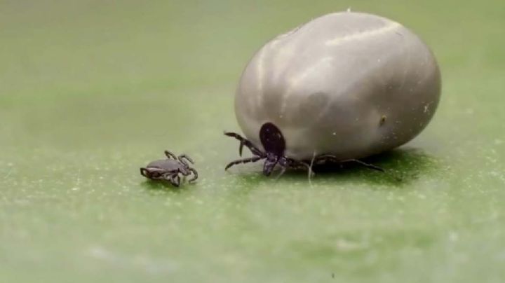 Cómo evitar de forma natural que las garrapatas entren a tu casa