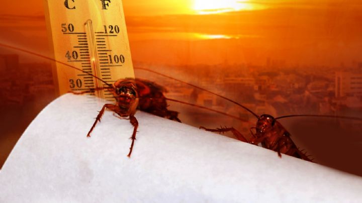 Plagas de cucarachas, el efecto indeseado de la ola de calor