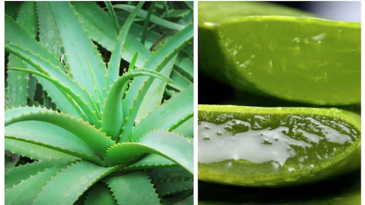 ¿Cómo usar el áloe vera para lucir radiante?; estos son 5 beneficios de la sábila