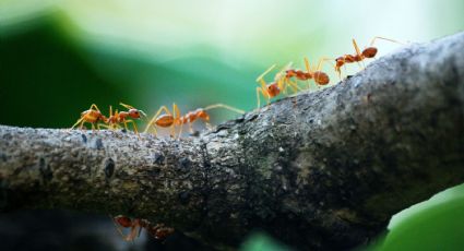 Remedio casero para eliminar las hormigas de tu casa