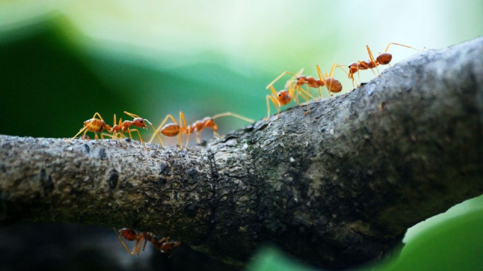 Conoce cómo alejar las hormigas de tu hogar