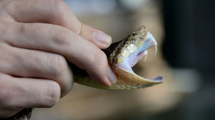 Qué hacer y qué no si eres mordido por una víbora venenosa