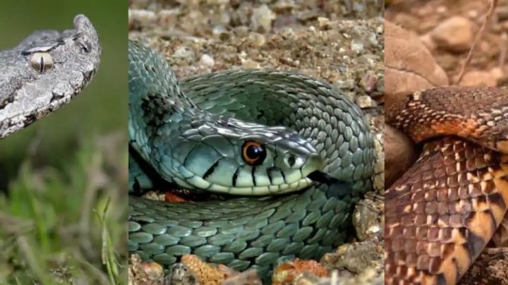 Víbora, culebra  y serpiente, ¿hay diferencia? Un experto nos dice
