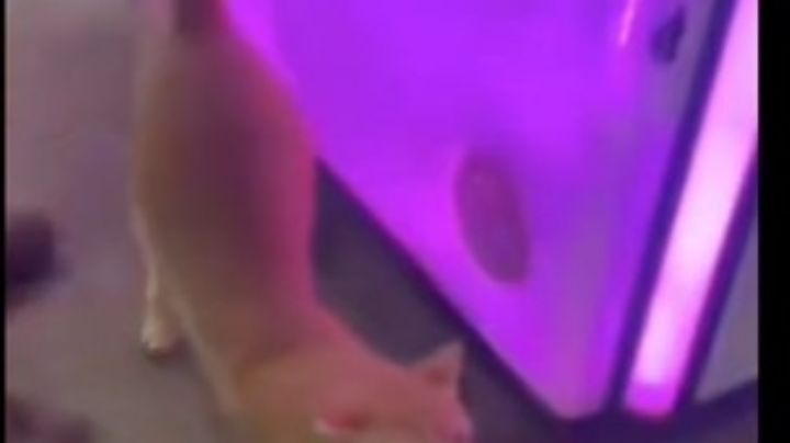 Ganan peluche en máquina, pero sale de sorpresa un tierno gatito vivo | VIDEO