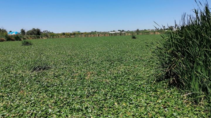 Lirio acuático, el hermoso y silencioso 'asesino' de lagos y ríos