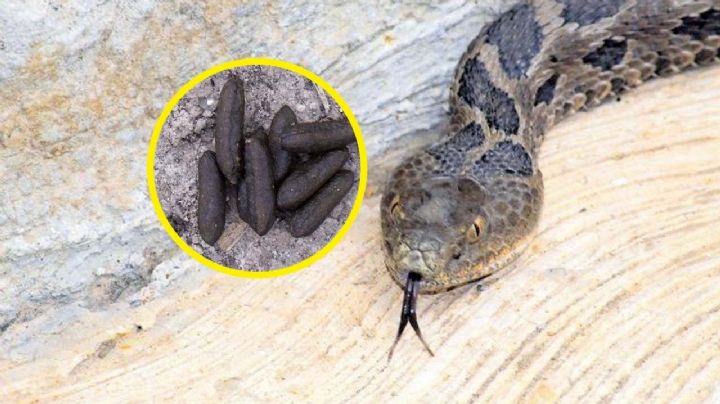 Señales para saber que hay una víbora en tu casa o patio