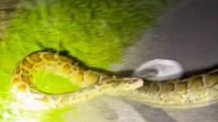 Jóvenes logran atrapar la pitón birmana más grande en Florida; observa su tamaño | VIDEO