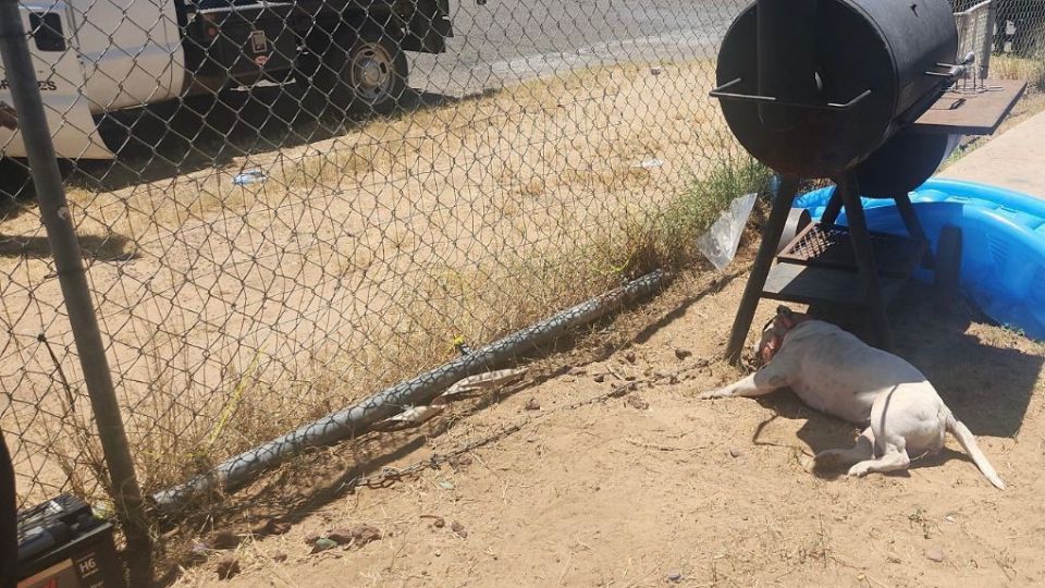 El perro estuvo bajo el sol y una temperatura de 44 grados centígrados.