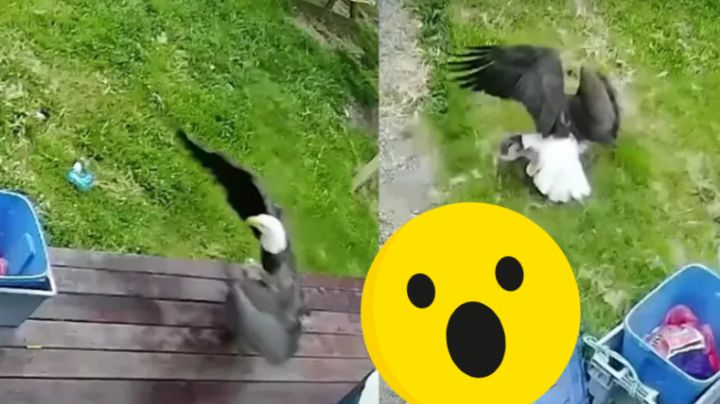 Águila caza a perrito del patio de una casa y se lo lleva volando | VIDEO