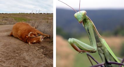 ¿Puede morir una vaca si se traga una mantis religiosa?: mitos y verdades de la campamocha