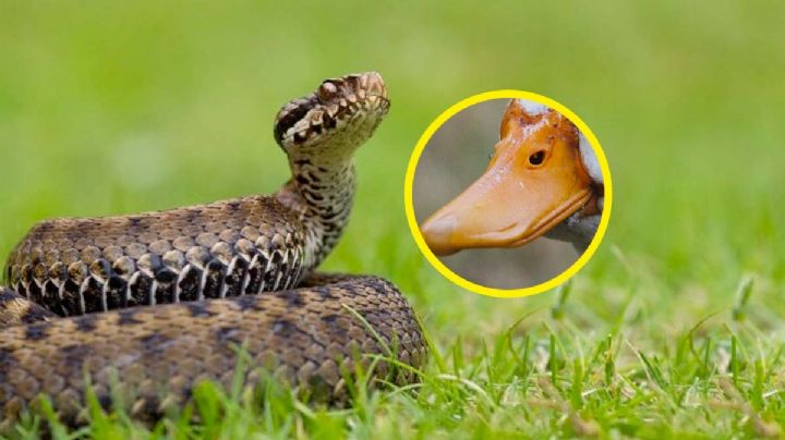 Este animal ahuyenta las víboras en casa o patio; son especies enemigas