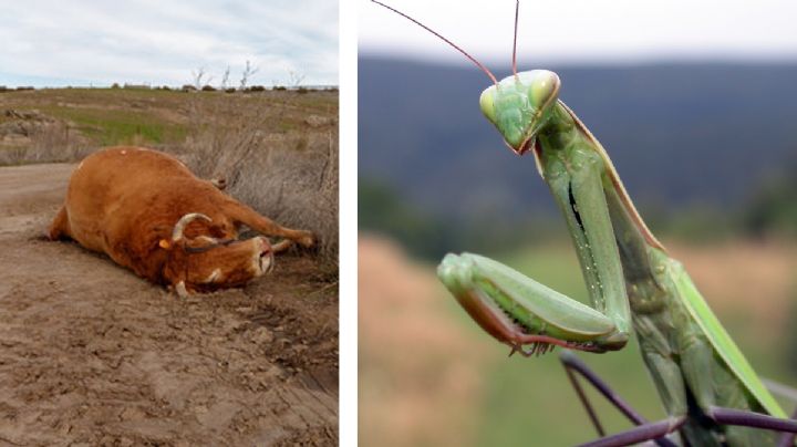 ¿Puede morir una vaca si se traga una mantis religiosa?: mitos y verdades de la campamocha