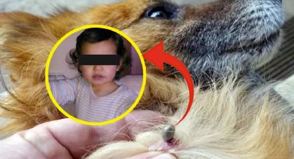 Niña de 2 años muere al quitarle garrapatas a su perrito; esto pasó