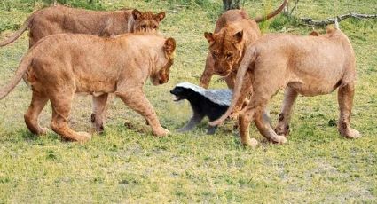 El sorprendente animal que puede pelear con grandes felinos y soportar el veneno de una víbora