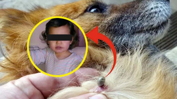 Niña de 2 años muere al quitarle garrapatas a su perrito; esto pasó