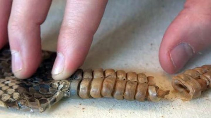 Víbora de cascabel, para qué sirve y los beneficios que puedes obtener de ella