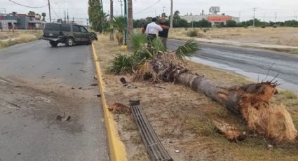 Conductor ebrio choca y se lleva de encuentro una palma en Bulevar Manuel Ávila Camacho