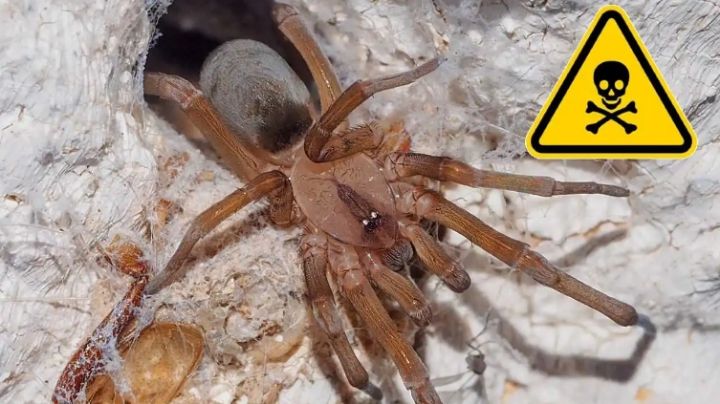 Araña violinista: estos son los lugares de tu casa donde se esconde