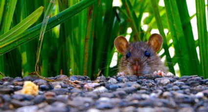 Cinco señales para saber que hay ratones o ratas en tu casa
