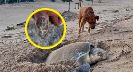 Tortugas son atacadas por perros cuando ponían huevos en playa | FOTOS