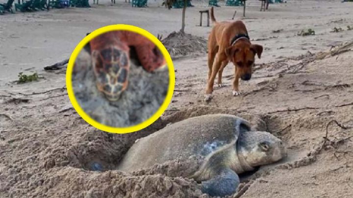 Tortugas son atacadas por perros cuando ponían huevos en playa | FOTOS