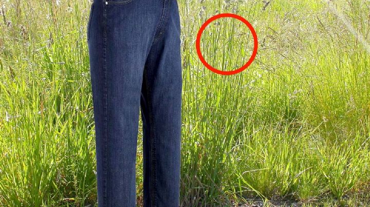 Si tienes hierba crecida en tu casa estos animales buscarán treparte