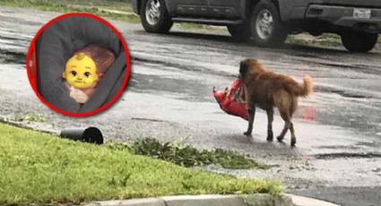 Perrito de la calle rescata a bebé abandonada; la encontró en la basura