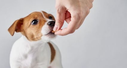 Estos son los 10 alimentos que tu perro no debe comer bajo ningún motivo