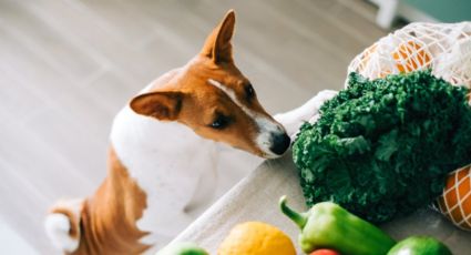 Estas son las verduras que puede comer tu perro