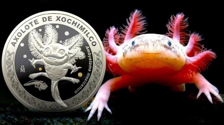 Monedas conmemorativas de ajolote se agotaron; anuncian fecha de lanzamiento