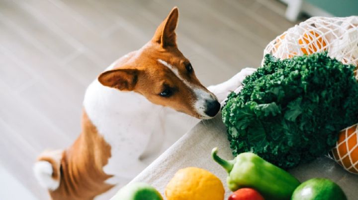 Estas son las verduras que puede comer tu perro