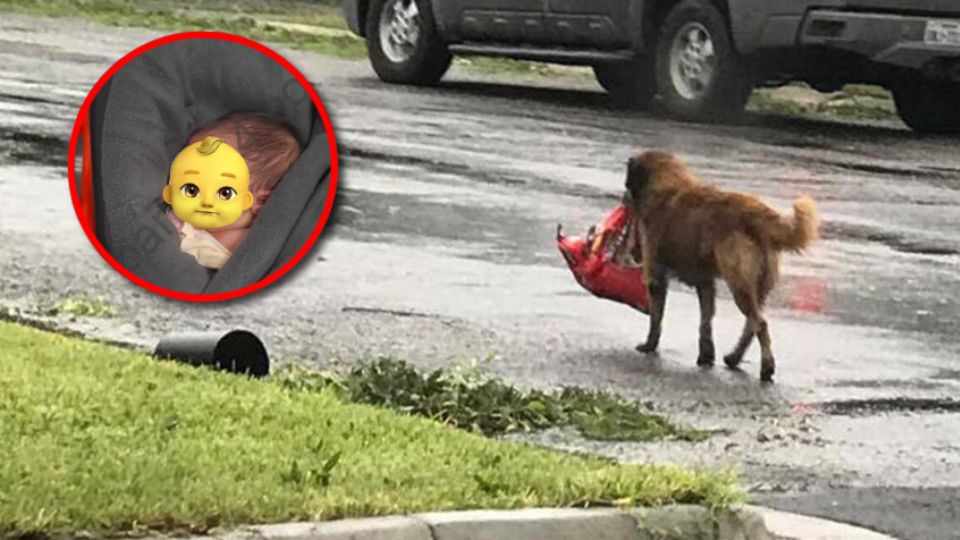 El can se encontraba buscando comida en la basura cuando encontró con vida a la pequeña recién nacida