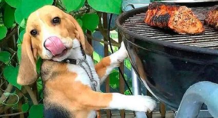 Perrito recibe disparos de su dueño por haberse comido el asado familiar