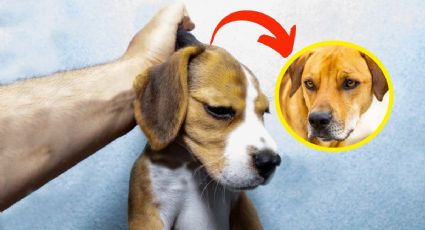 ¿Cargar a un perro por la piel determina si es ‘fino o cruzado’?