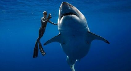 Gran tiburón casi decapita a buceador | VIDEO