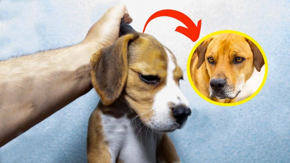 Algunas personas aseguran que cargar un perro de la piel se sabe si es de 'raza' o no