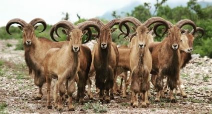 ¿Qué son los berberiscos, los animales de Candela, Coahuila, de los que habló Poncho De Nigris?