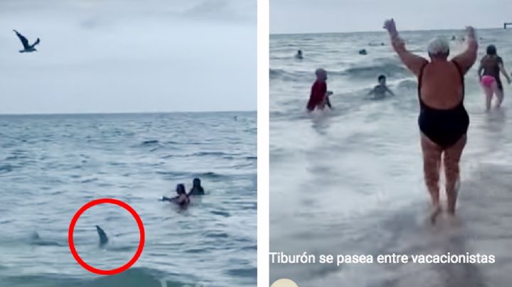 ¡De terror! Tiburón se pasea entre vacacionistas; ¿qué debes hacer si te topas con uno? | VIDEO