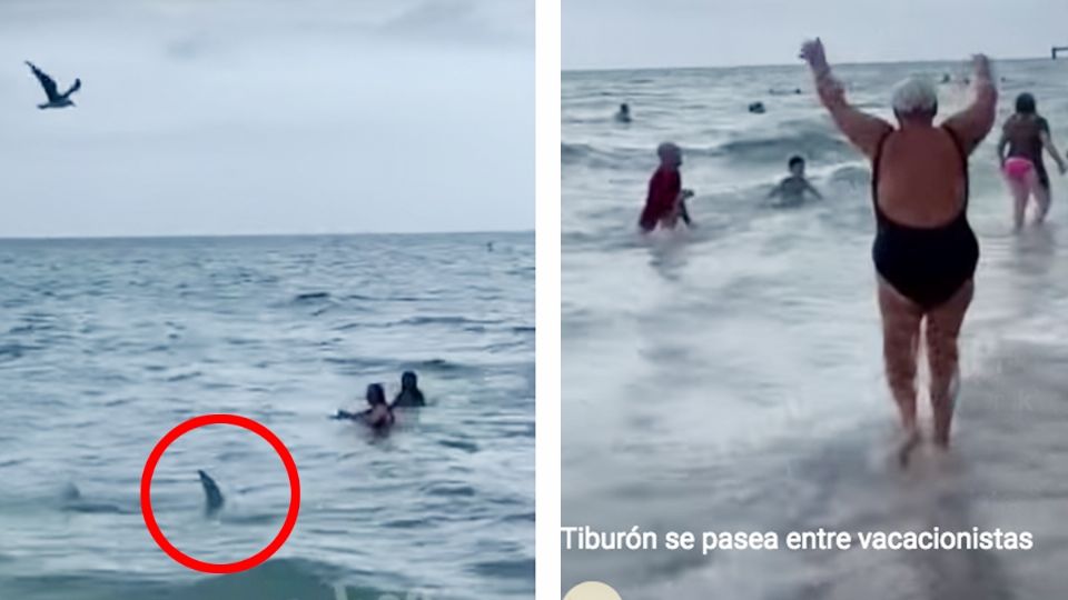 Tiburón causa pánico en una playa