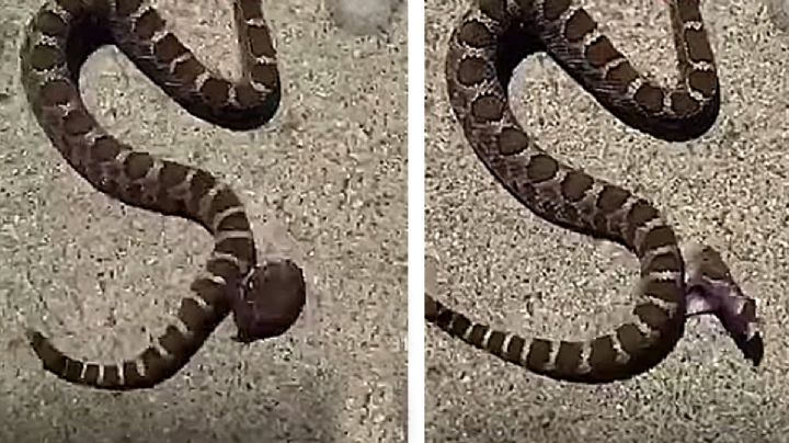 Cabeza de serpiente de cascabel desprendida de su cuerpo se muerde a sí misma | VIDEO