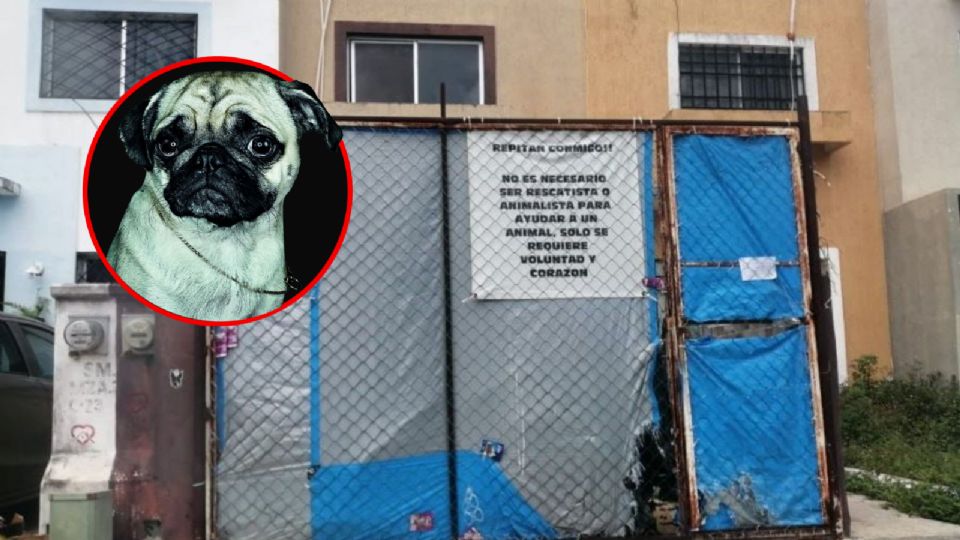 La casa fue abierta a la fuerza, encontrándose una escena nauseabunda por la decena de cuerpos de canes en el lugar