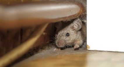 ¿Ratones o ratas en tu casa?, de esta manera puedes detectarlos