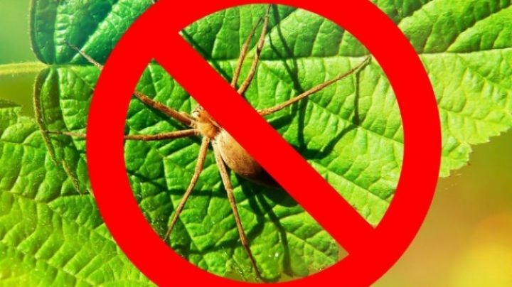 Araña violinista: atrápalas con este truco casero muy eficaz, sencillo y económico