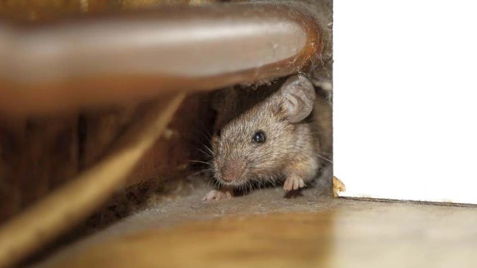 Cómo detectar a los ratones y ratones en casa